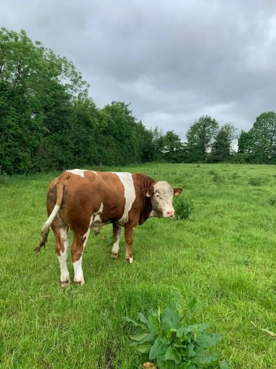 Bull - Image 2