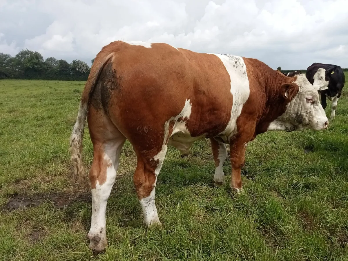 Bull - Image 3