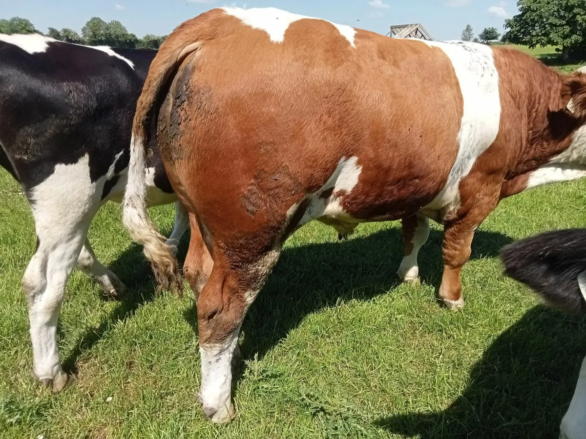 Bull - Image 4