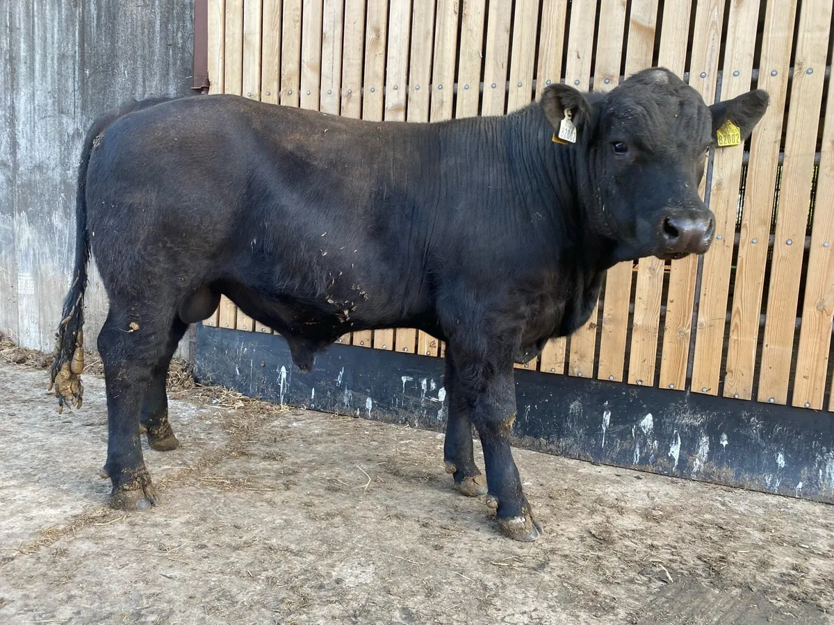 Aberdeen Angus Bull - Image 1