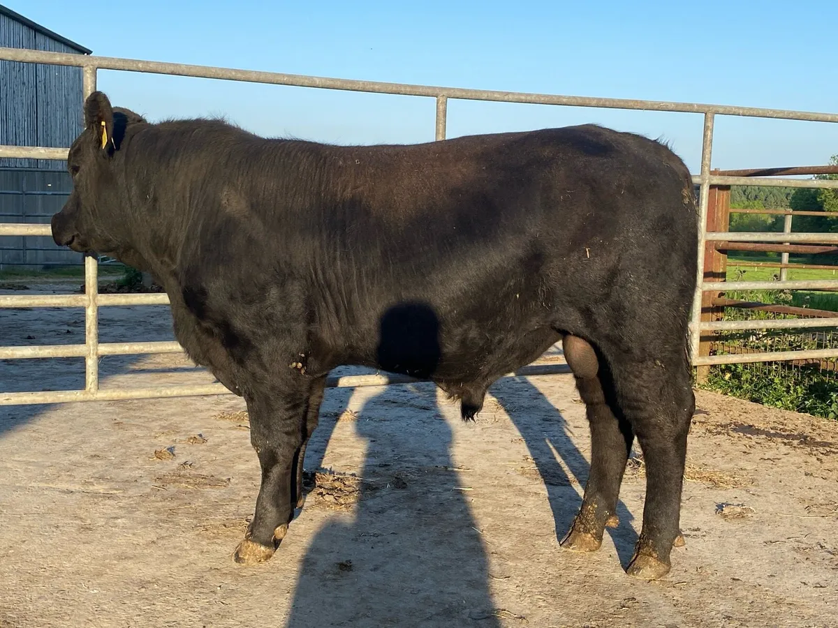 Aberdeen Angus Bull - Image 3