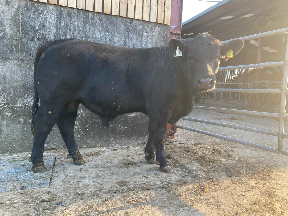 Aberdeen Angus Bull - Image 4