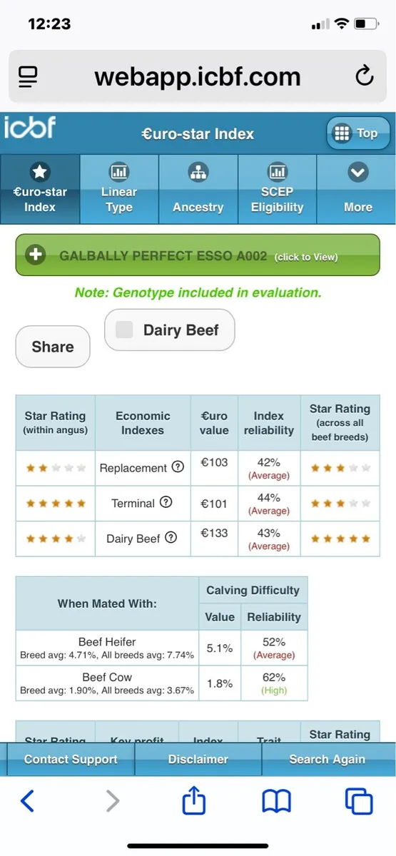 Aberdeen Angus Bull - Image 2