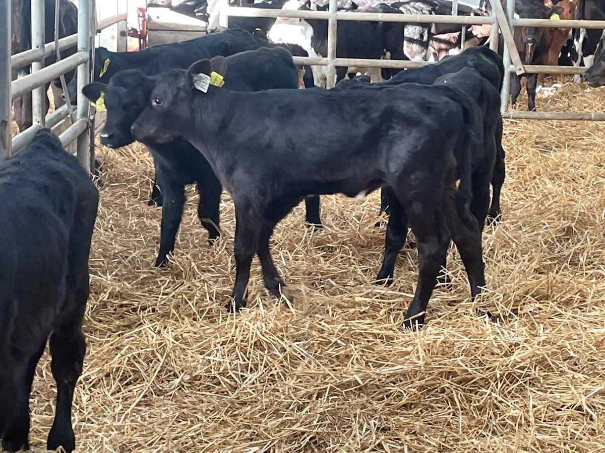 9 Angus suck calves for sale - Image 3