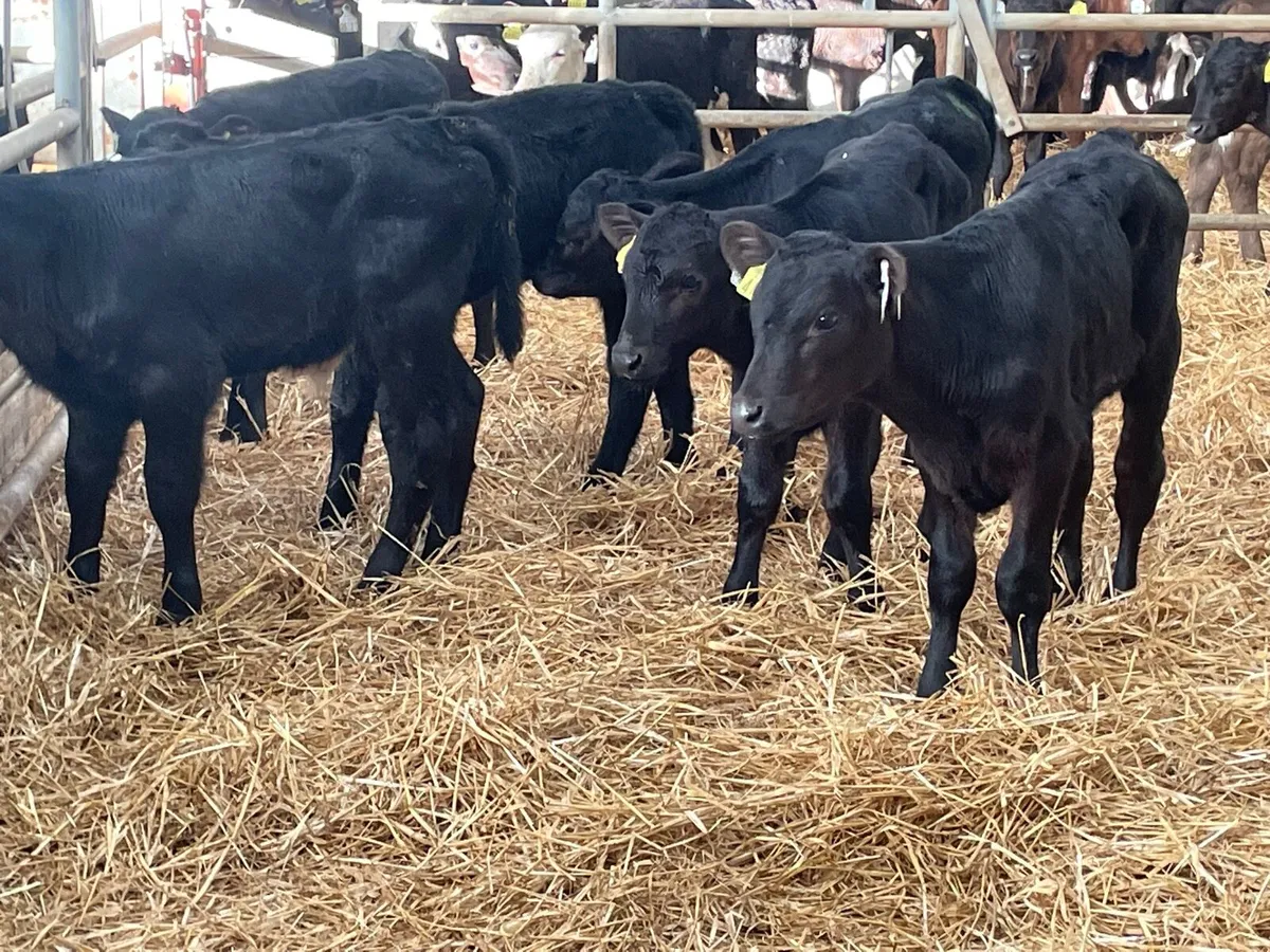 9 Angus suck calves for sale - Image 1