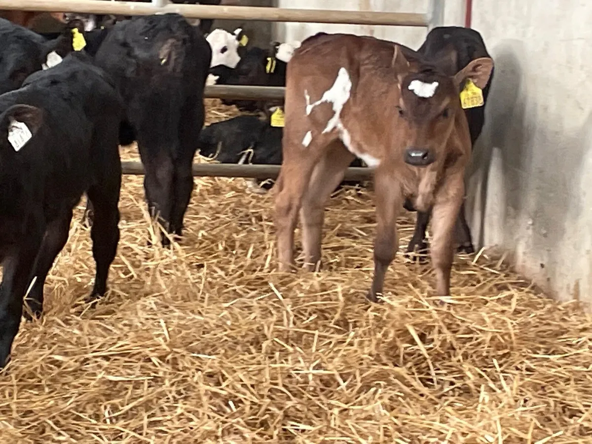 9 Angus suck calves for sale - Image 4