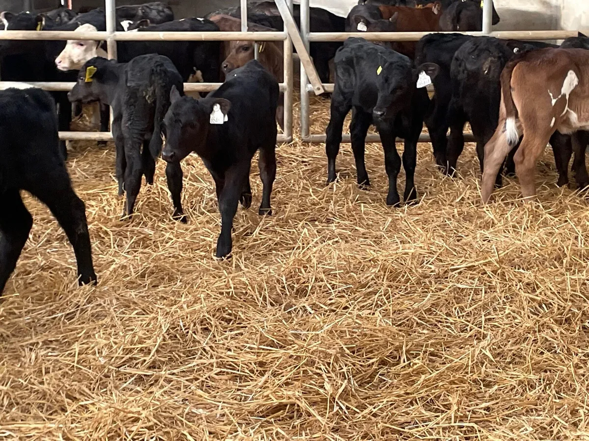 9 Angus suck calves for sale - Image 2