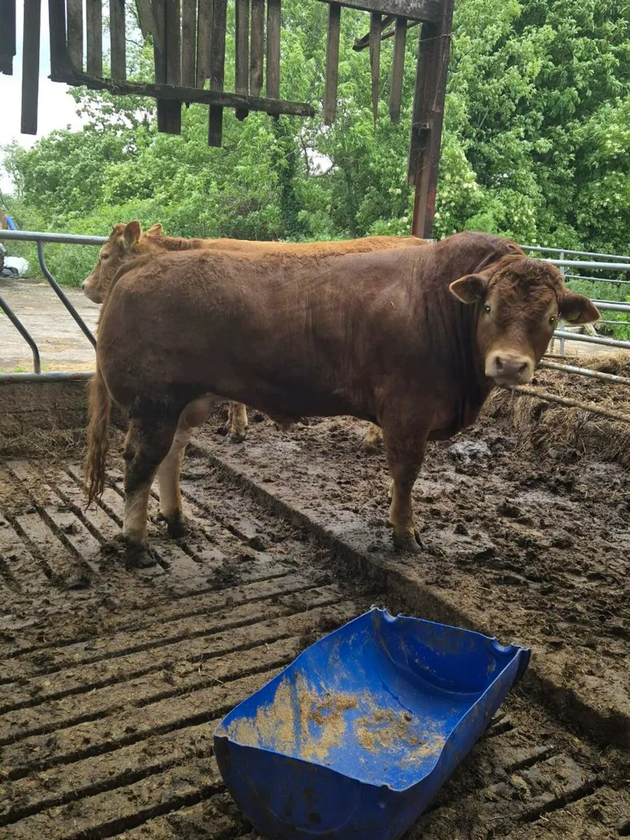 Limousin bull - Image 2