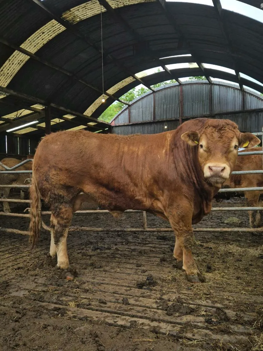 Limousin bull - Image 1