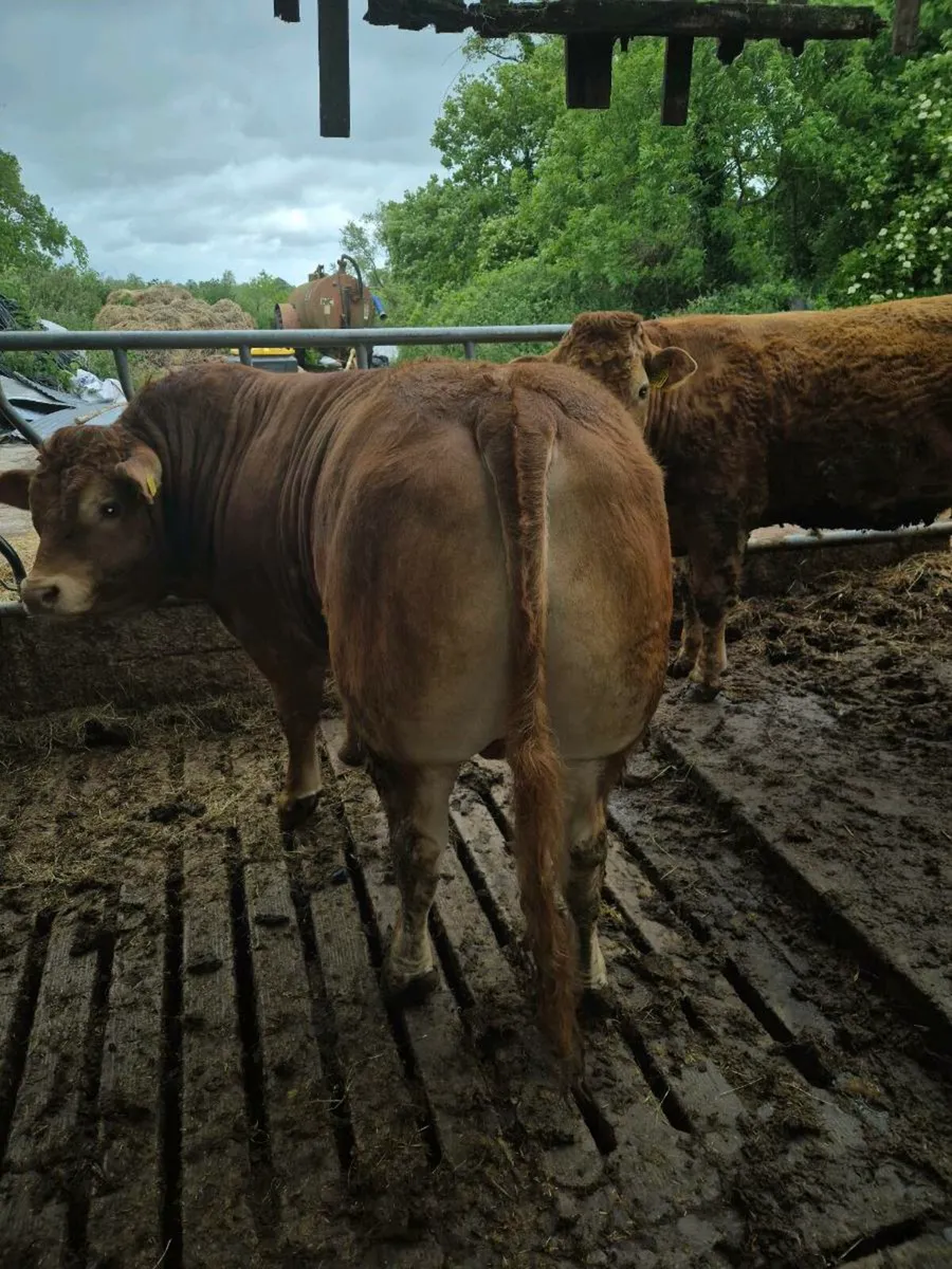 Limousin bull - Image 3