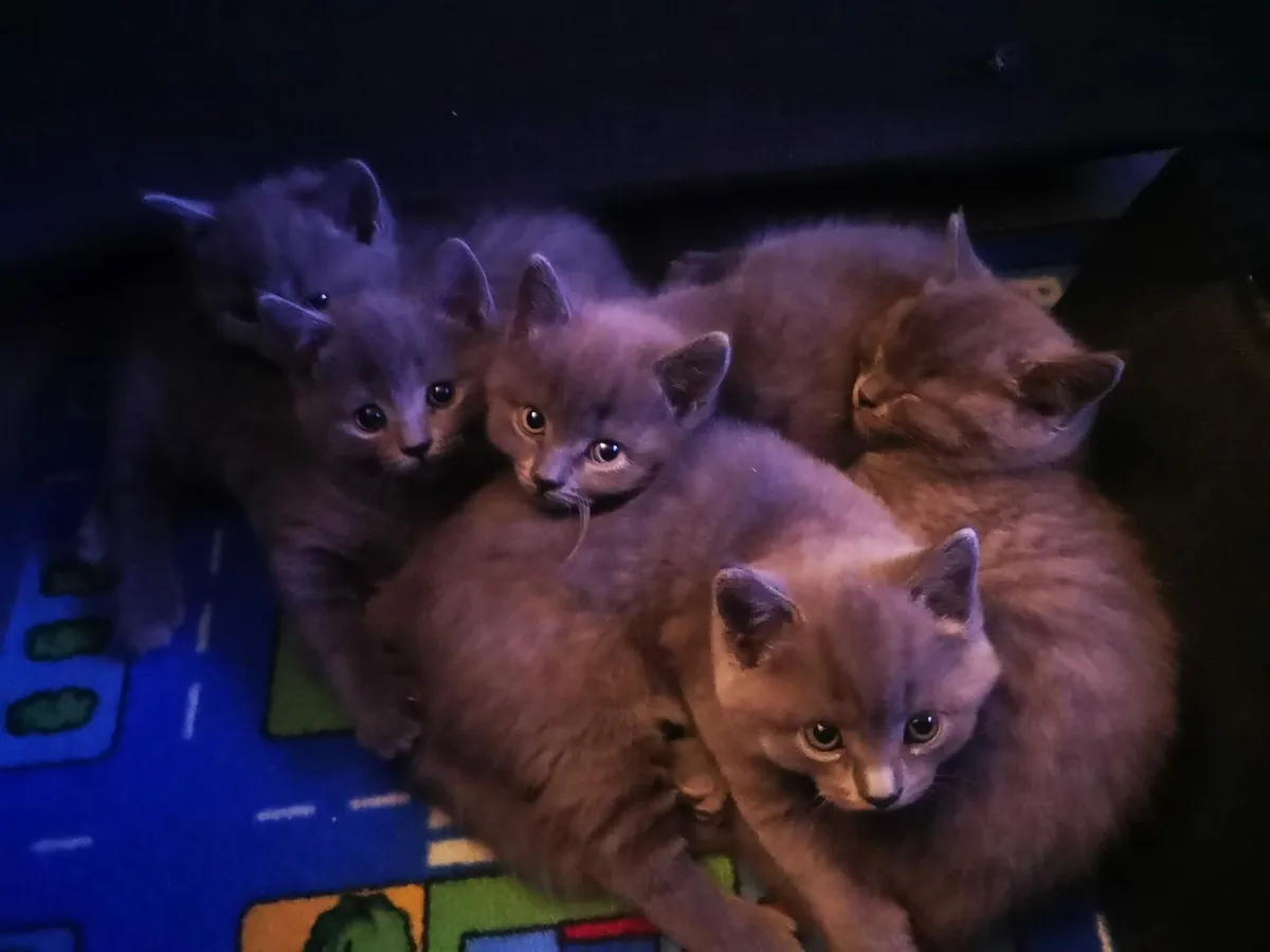 British Shorthair ! - Image 1
