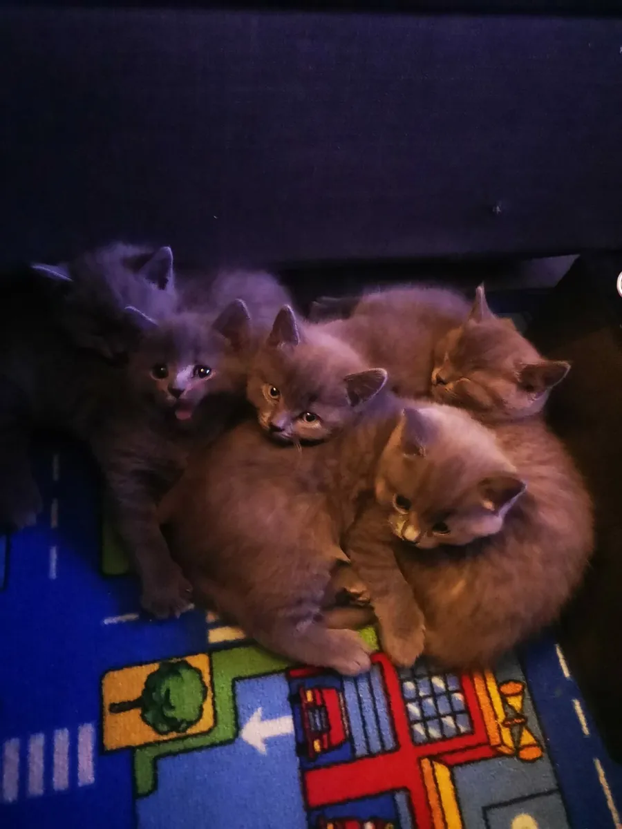 British Shorthair ! - Image 2