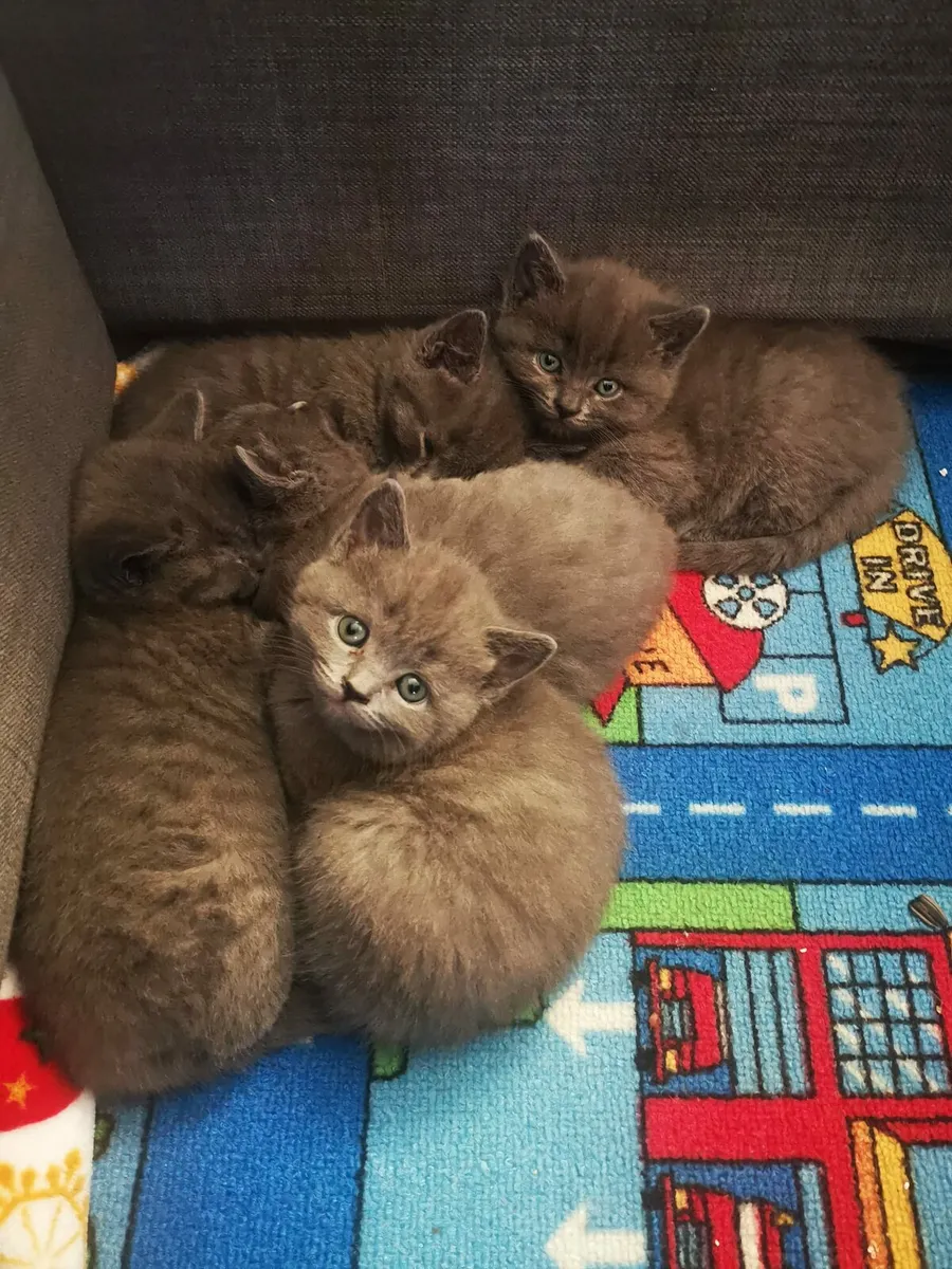 British Shorthair ! - Image 3
