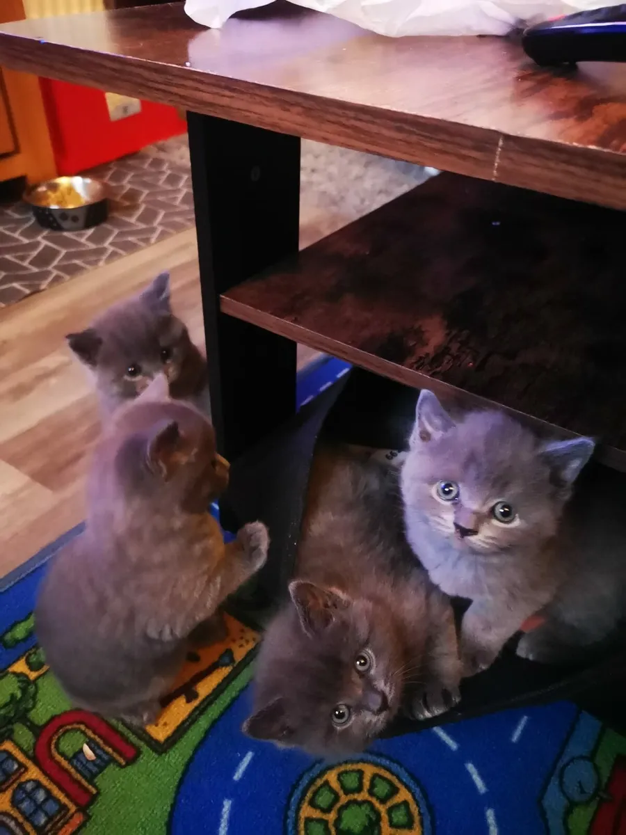 British Shorthair ! - Image 4