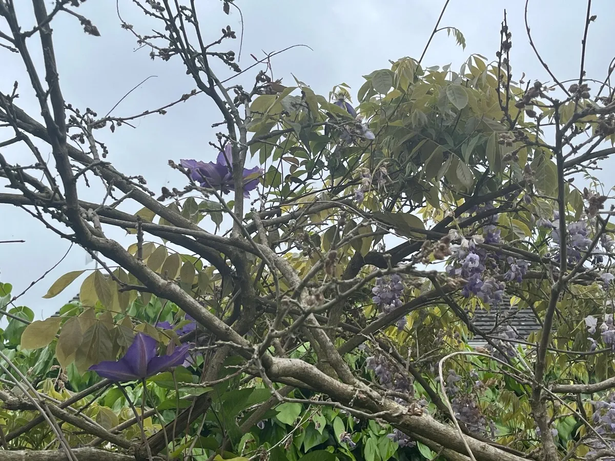 Wisteria  for clipping - Image 1