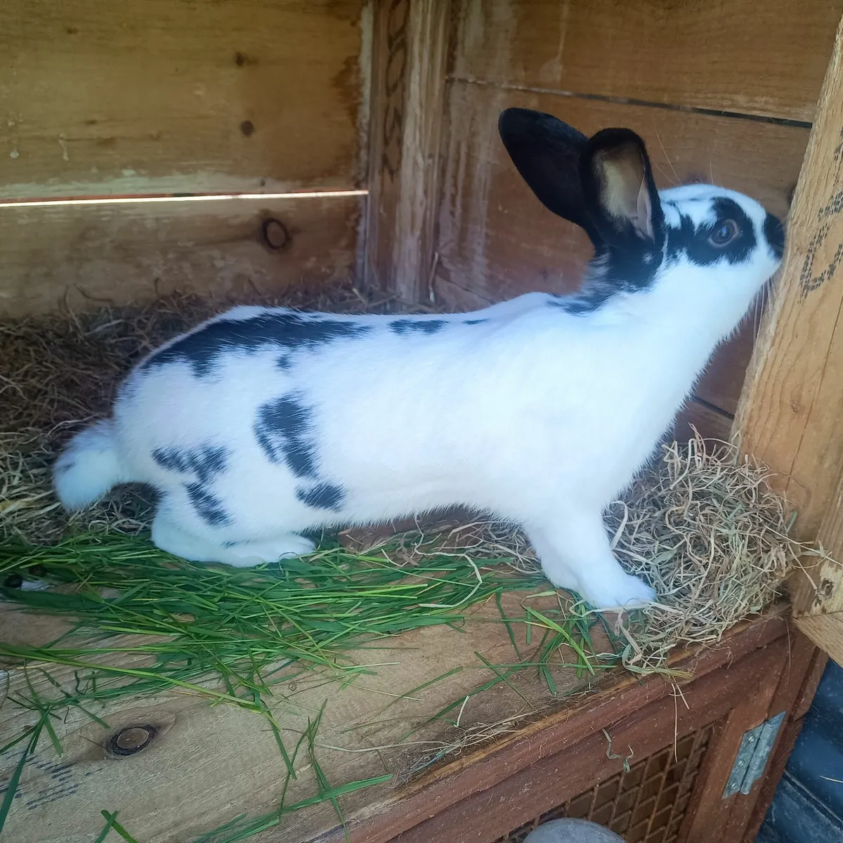 Rabbit - New Zealand  rabbits 25/5/25 - Image 2