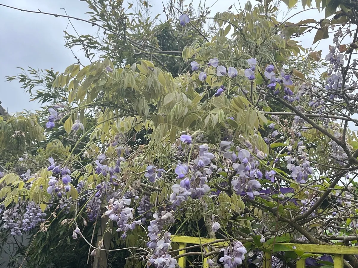 Wisteria  for clipping - Image 2
