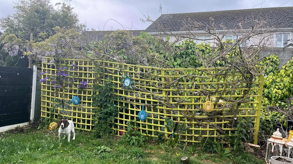Wisteria  for clipping - Image 3