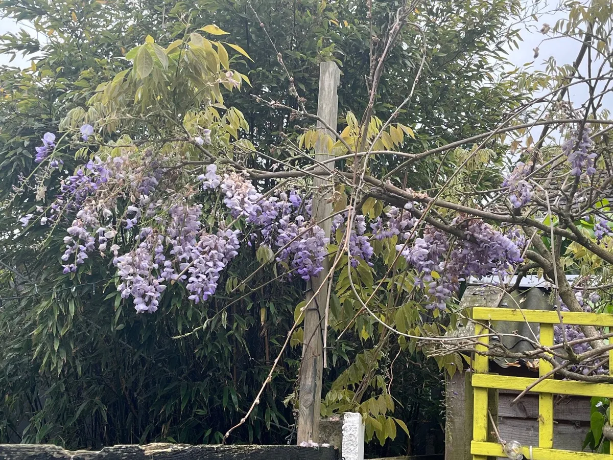 Wisteria  for clipping - Image 4