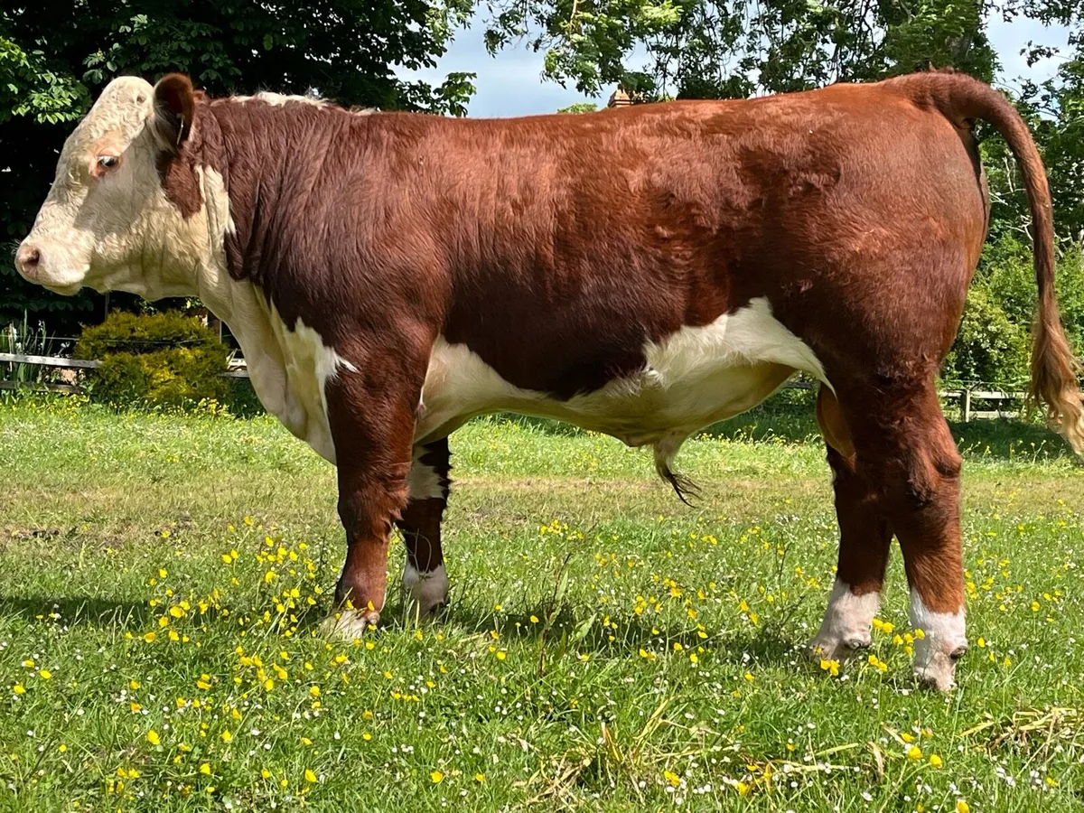 5 Star Hereford Bulls - Image 3