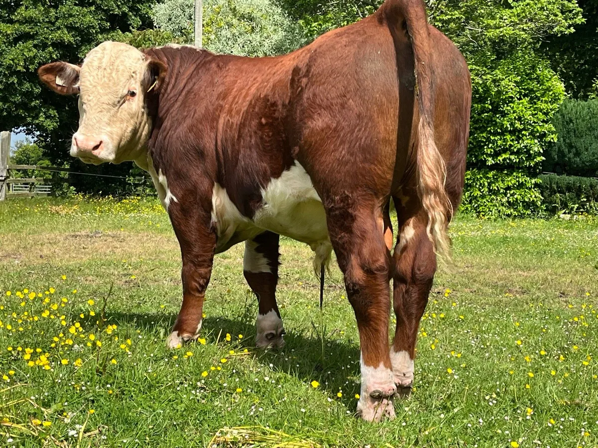 5 Star Hereford Bulls - Image 4