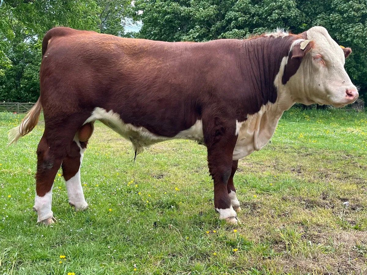 5 Star Hereford Bulls - Image 2