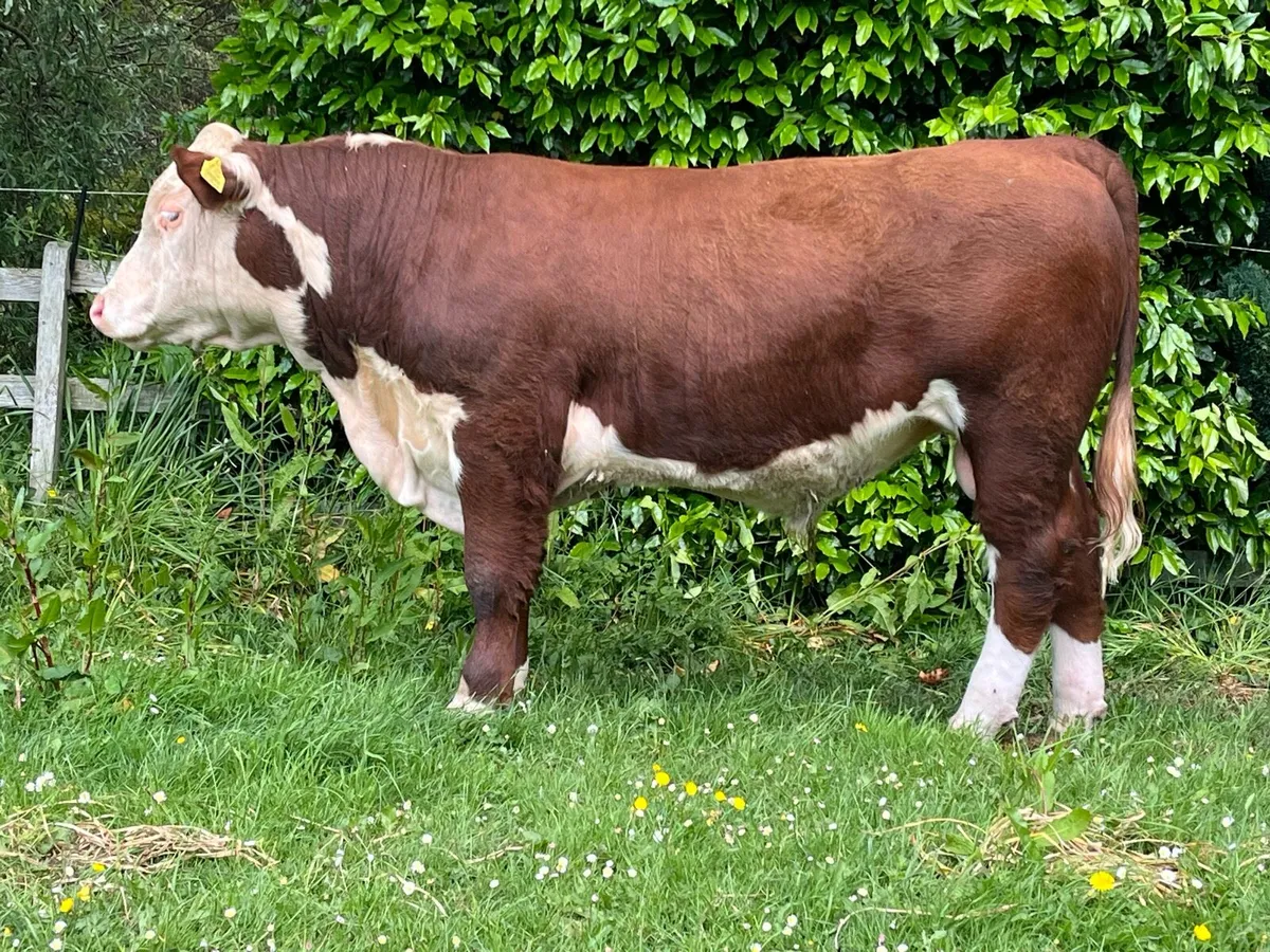 5 Star Hereford Bulls - Image 1