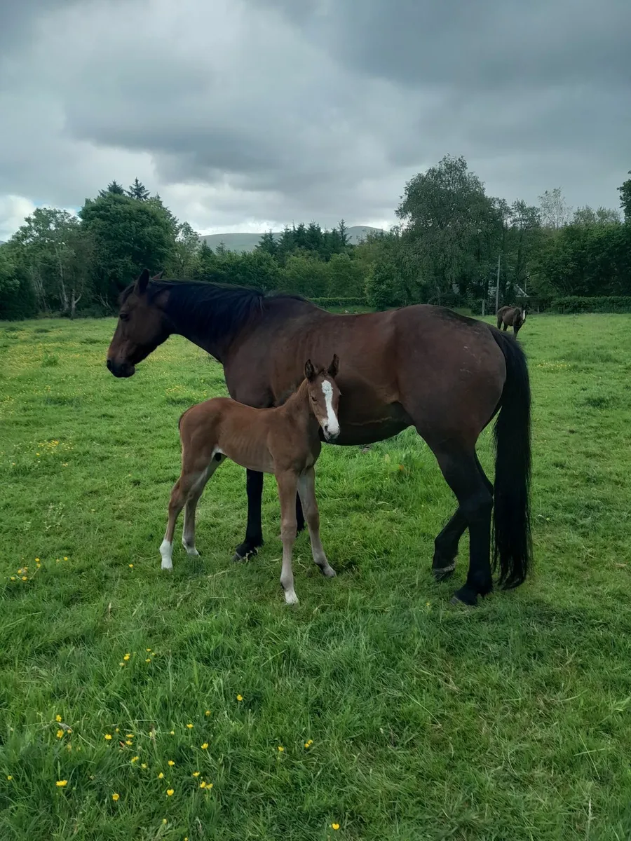 Guidam  mare - Image 2