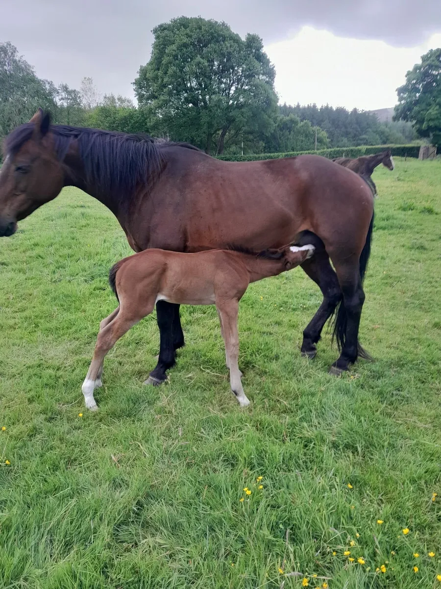 Guidam  mare - Image 3