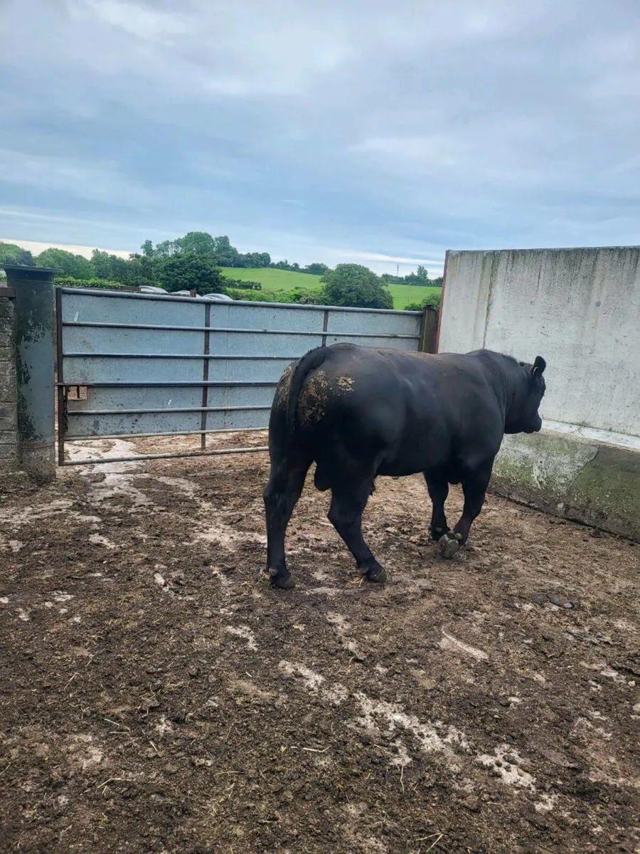 Selection of pbr AA bulls - Image 1