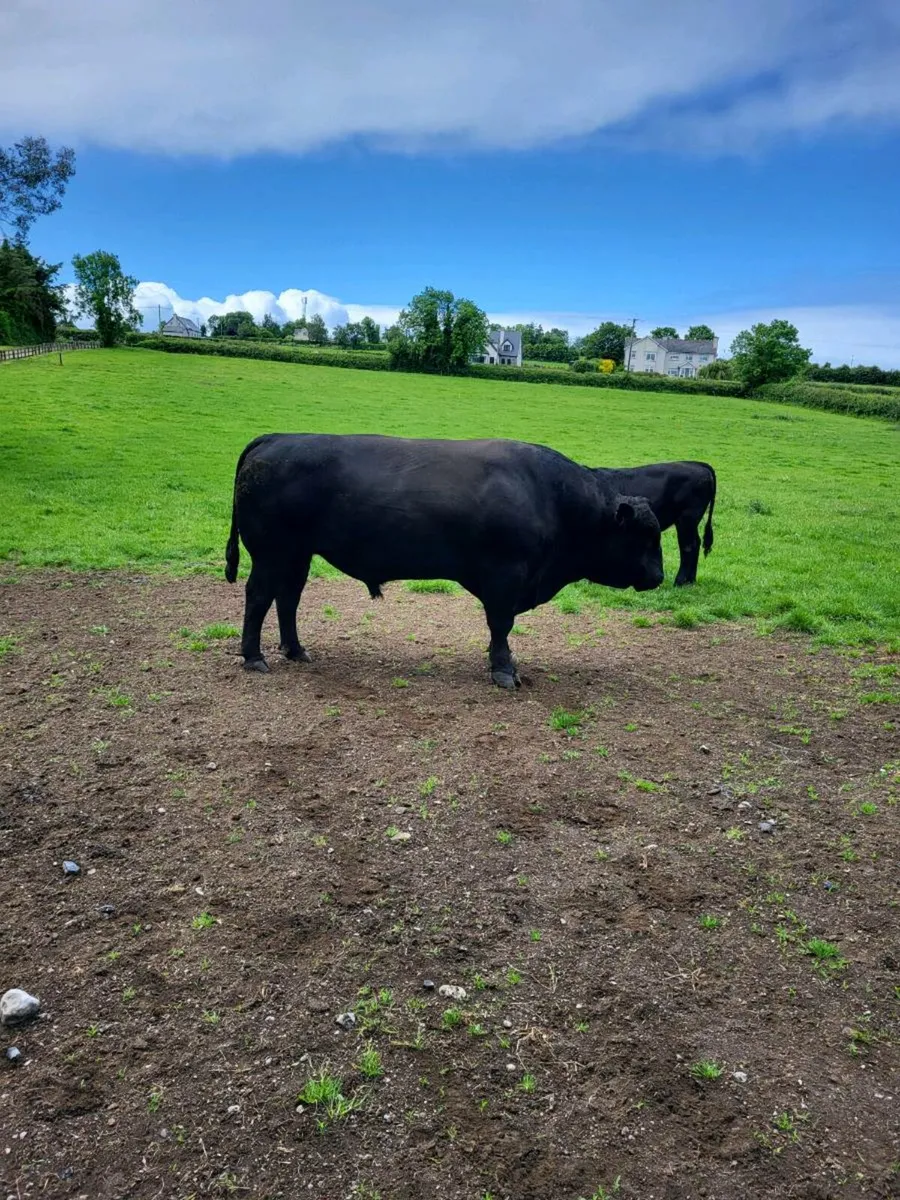 Selection of pbr AA bulls - Image 2