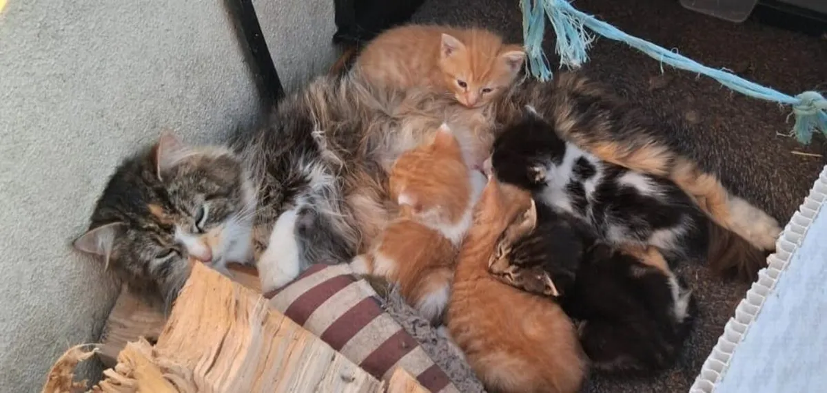 Kittens