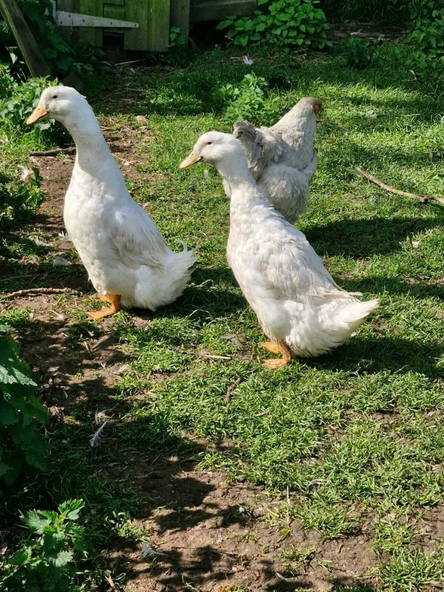 Khakis & pekins - Image 1