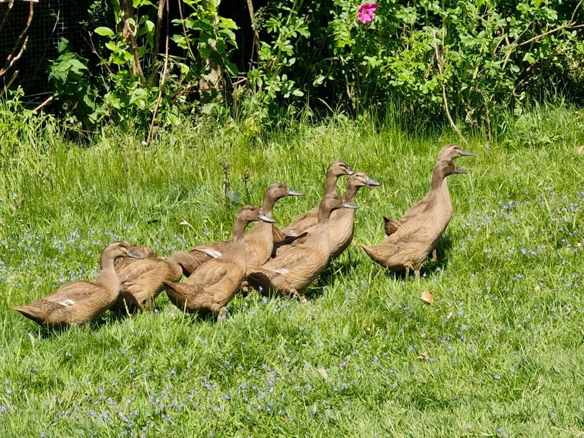 Khakis & pekins - Image 4