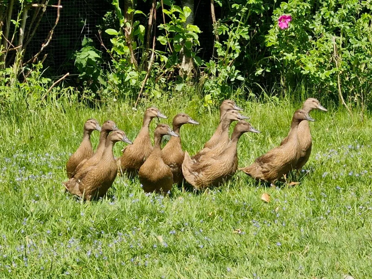 Khaki campbell ducks - Image 1