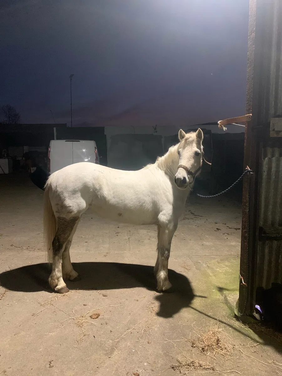 Pony - Image 1