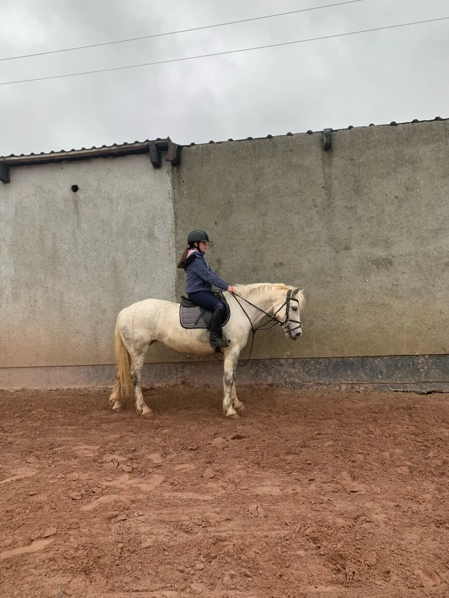 Pony - Image 2