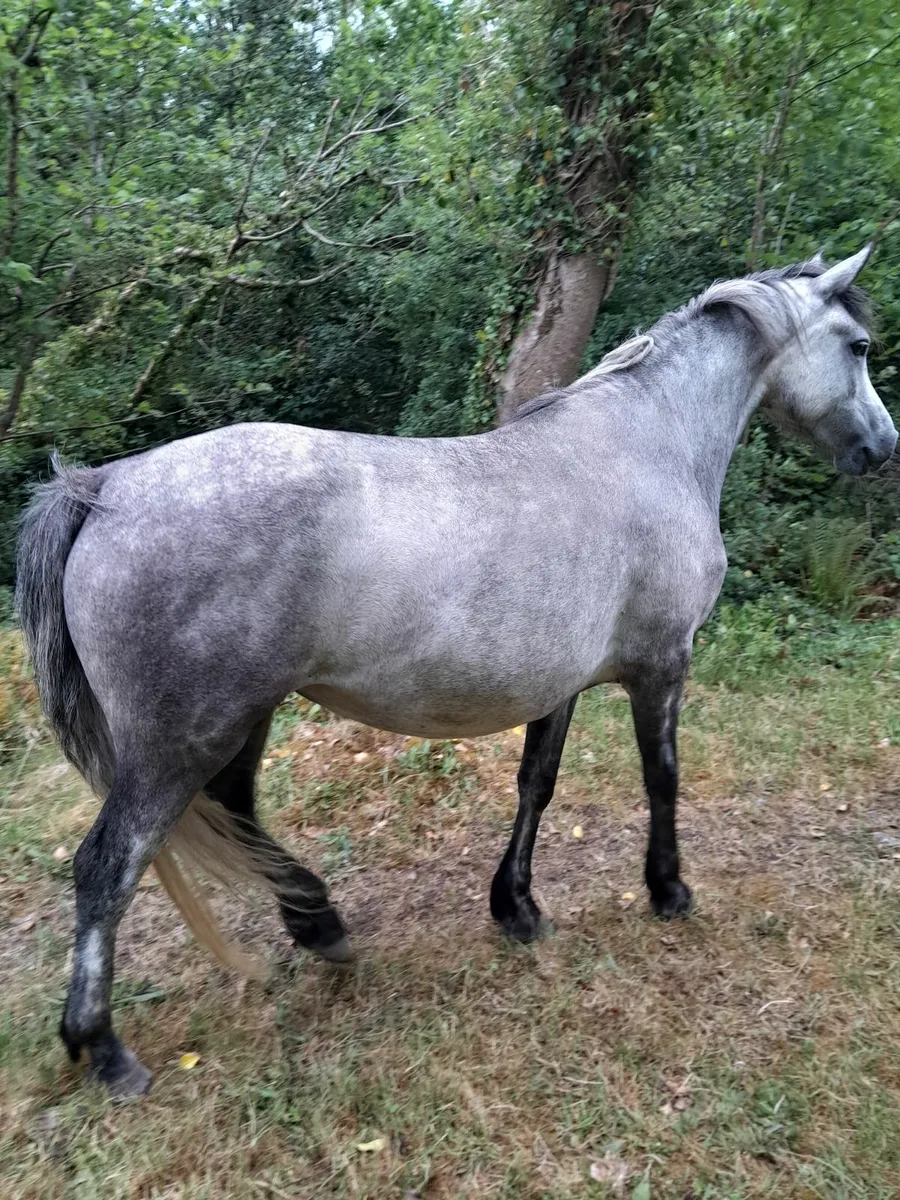 Connemara Pony 🔥 - Image 1