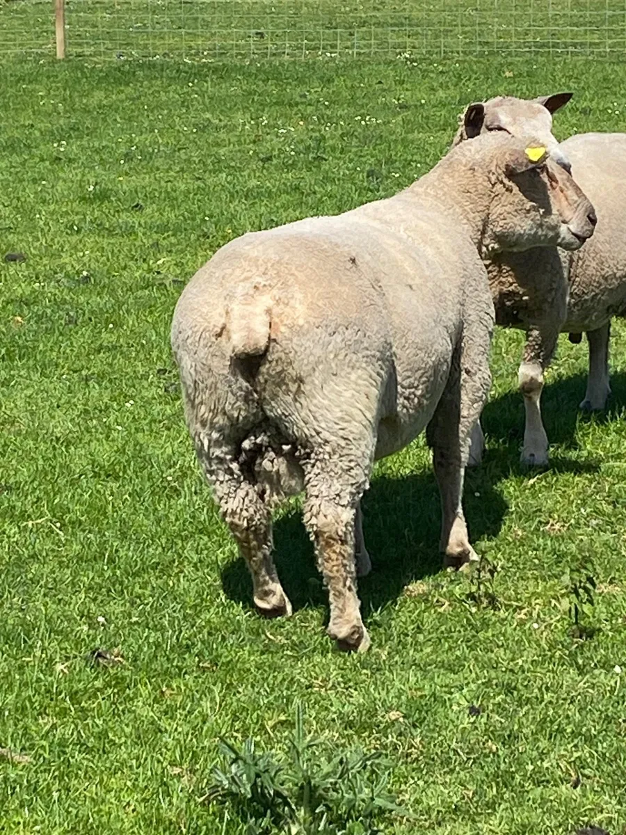 2 pedigree Rams - Image 1