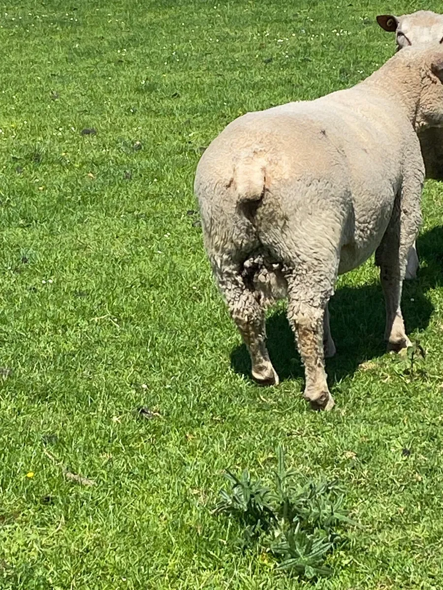 2 pedigree Rams - Image 2