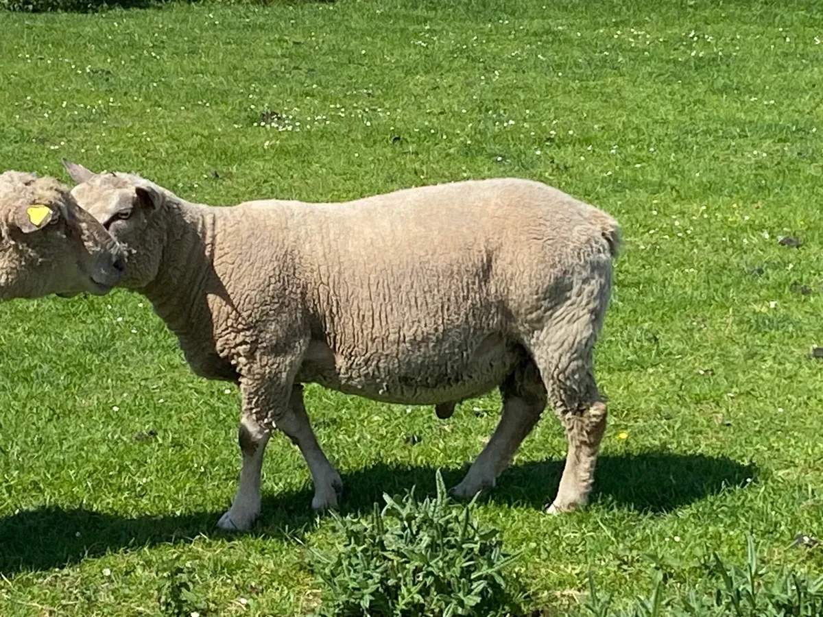 2 pedigree Rams - Image 3