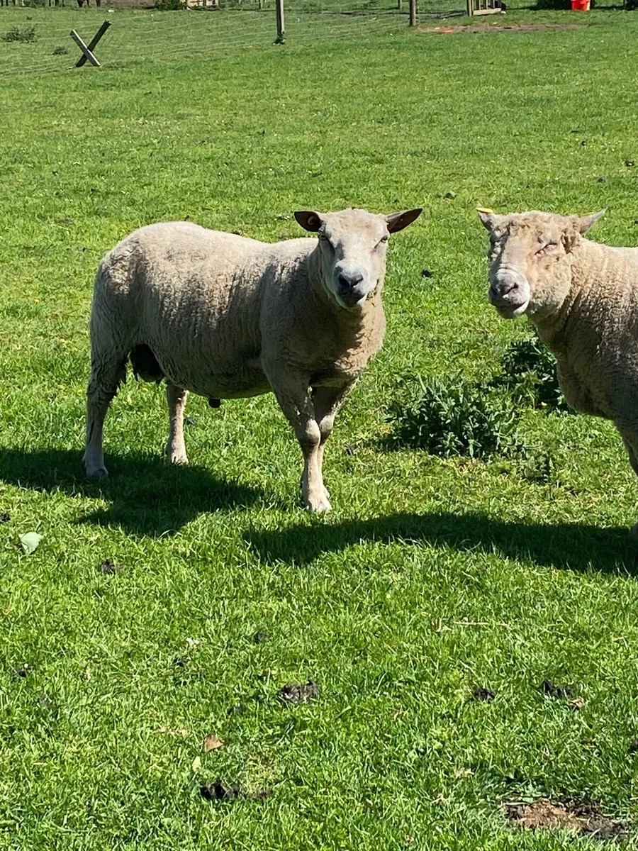 2 pedigree Rams - Image 4