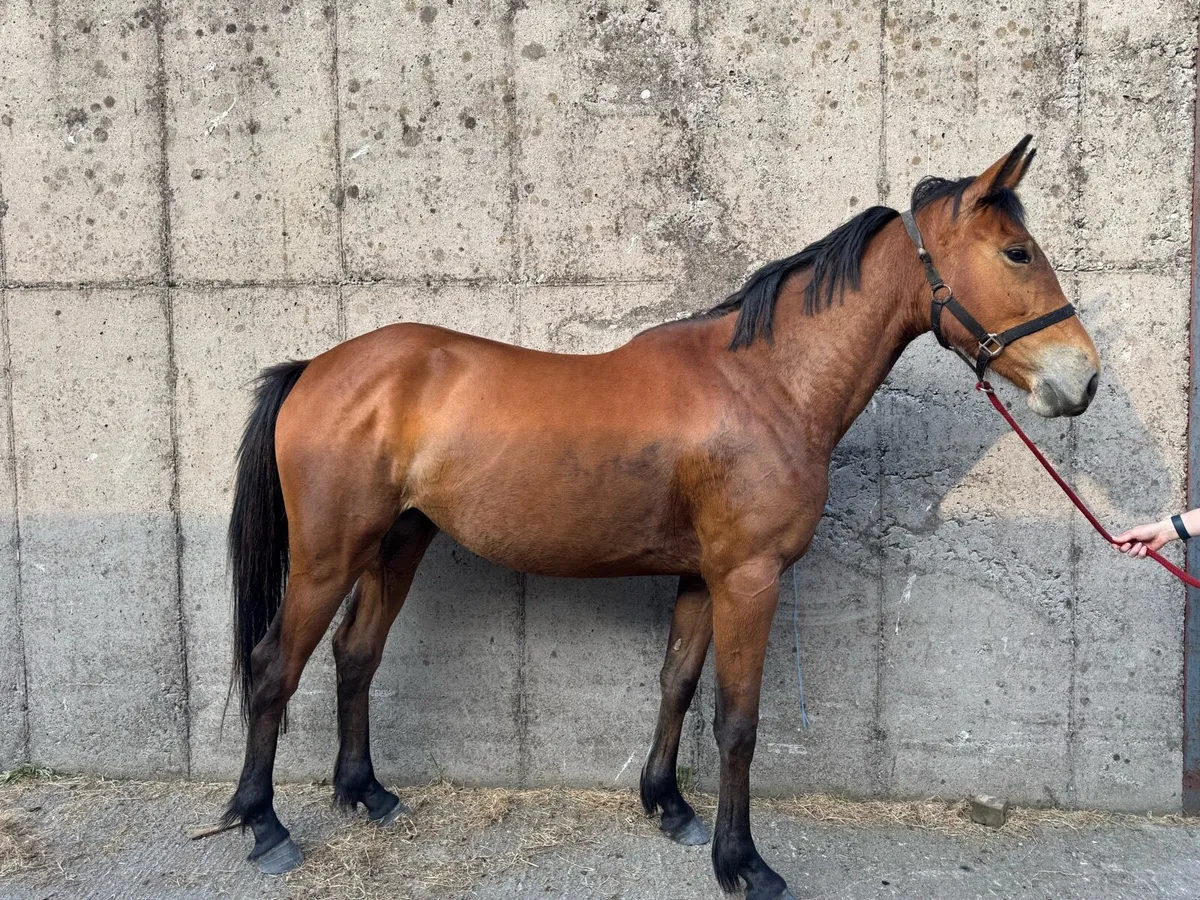 3 year old mare by echo bay - Image 1