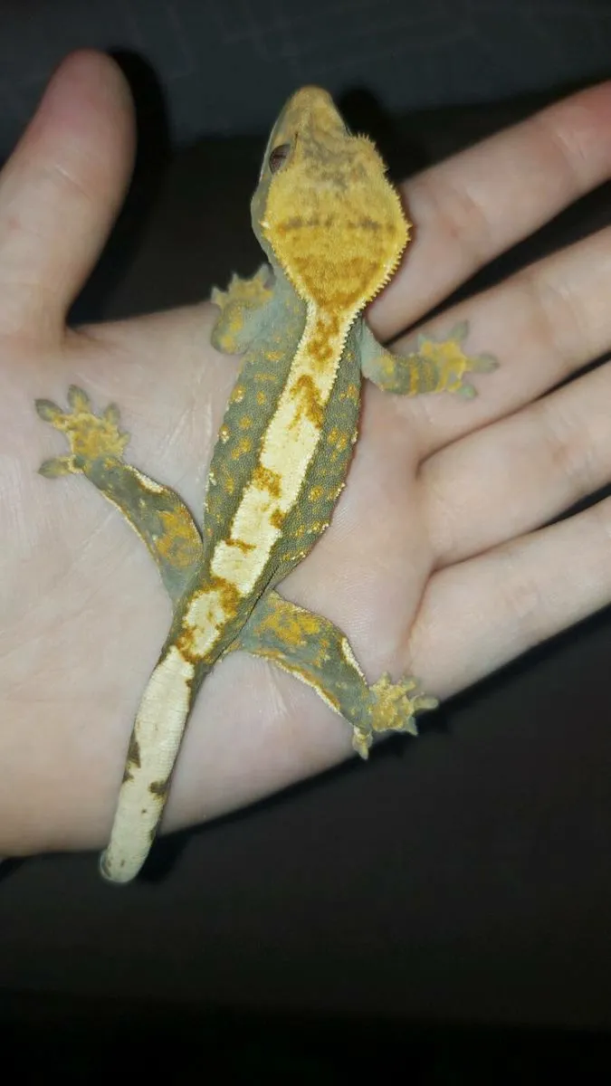 Crested geckos - Image 1