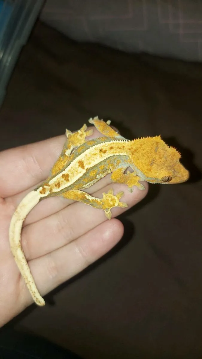 Crested geckos - Image 2