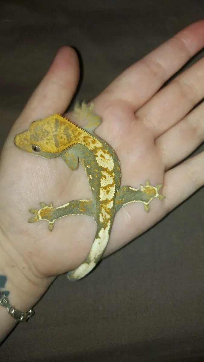 Crested geckos - Image 3