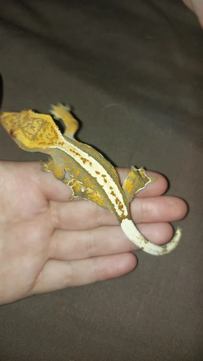 Crested geckos - Image 4
