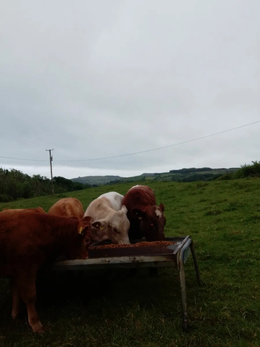 Pbr polled shorthorn bulls - Image 4