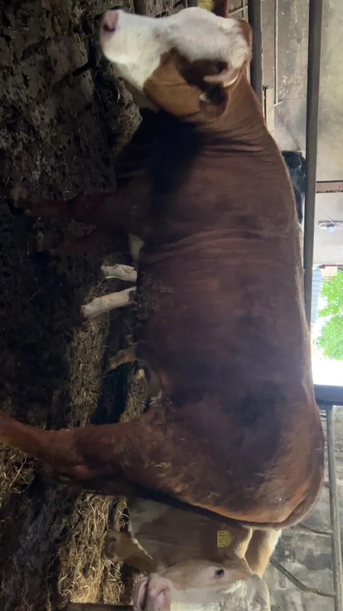 Heifers - Image 1