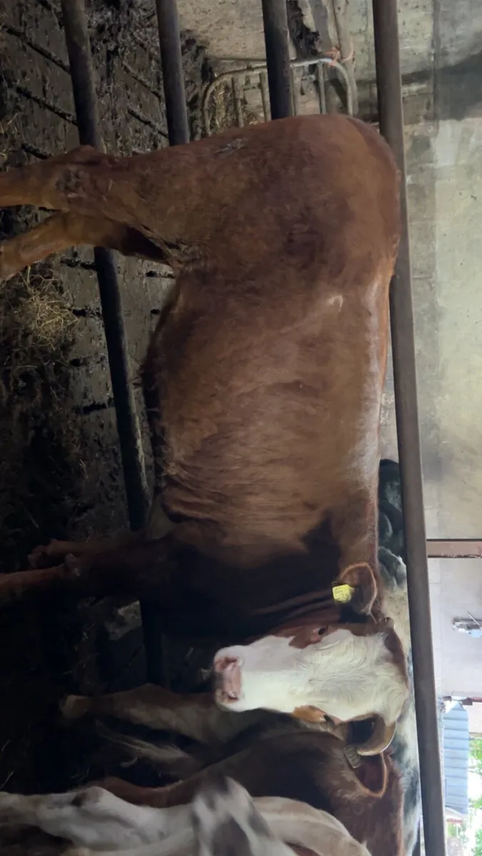 Heifers - Image 2